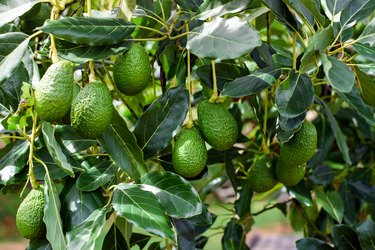 What Is the Difference Between a Male and Female Avocado Plant? | Hunker