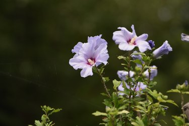 Rose of sharon flowers