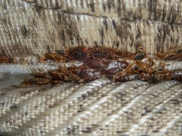 Serious bed bug infestation, bed bugs developed unnoticed on the mattress in folds and seams