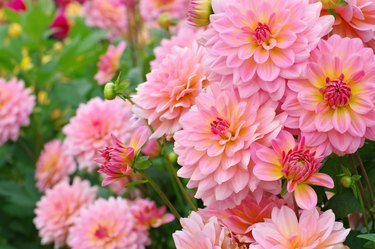 Dahlia is called Harzfee