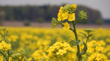 Field Of Mustard Plants Bloom Bright Yellow In Spring