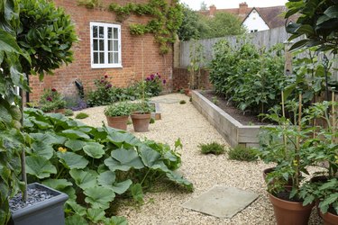 Vegetable garden kitchen garden