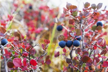 Lowbush Blueberry In Fall Colors Near the Noatak River, Brooks Range