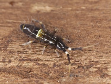 Springtail (Collembola) sitting on wood