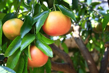 Grapefruit (Citrus paradisi)