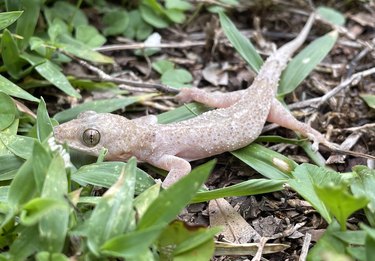 Gecko in grass