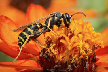 Wasp on an orange flower.
