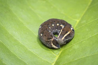 Image of brown caterpillar on green leaf. Brown worm. Insect. Animal.