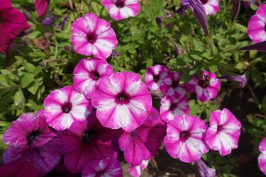 Vibrant pink and white flowers of Petunias in mid July