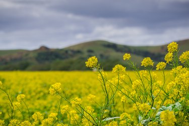 Black mustard (Brassica nigra), Coyote Hills Regional Park, San Francisco Bay, California.