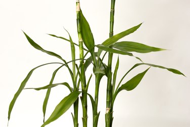 bamboo plants in water