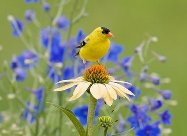 Yellow Goldfinch, perched on a Coneflower