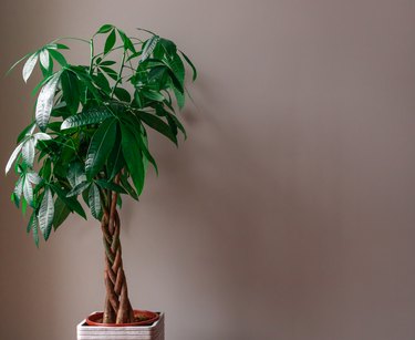 Money Tree against a Grey Background