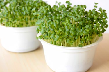 Broccoli sprouts