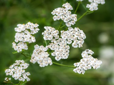 How to Grow Yarrow | Hunker