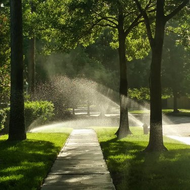 Morning Sunlight through Sprinklers