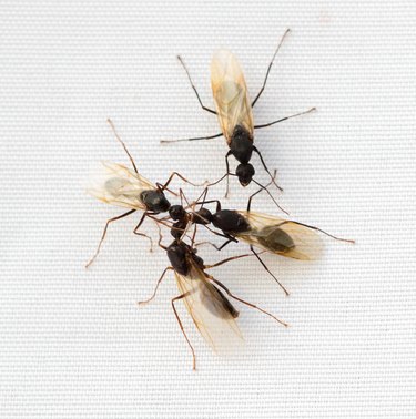 Carpenter Ants