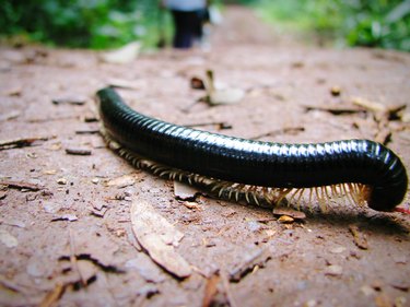 Close-Up Of Insect On Ground