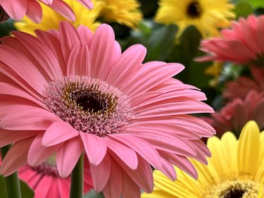 How Often Do Gerbera Daisies Bloom? | Hunker