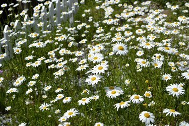 Shasta daisies and white fence.