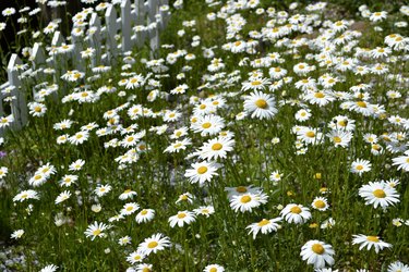 How to Care for a Wilting Daisy | Hunker