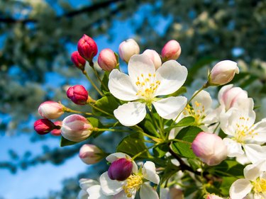 Crab Apple Blossoms