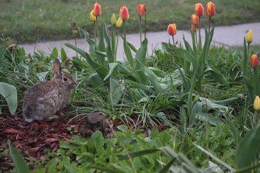 Rabbit in a Tulip Garden