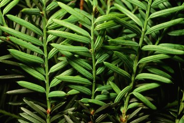 Types of Yew Shrubs | Hunker