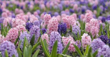 Large flower bed with multi-colored hyacinths