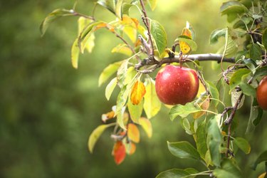 One ripe red apple on tree branch close up view.