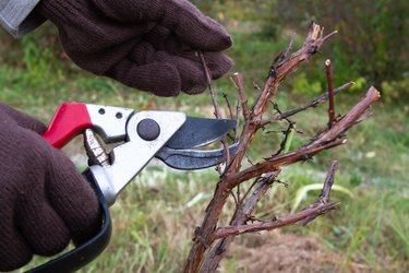 a gardener prunes a honeysuckle bush with a secateurs