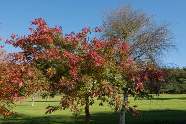 Autumn Coloured Leaves of a Pin Oak or Swamp Spanish Oak Tree (Quercus palustris)
