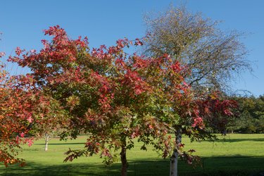 How to Tell How Old a Tree Is (Trick Works Every Time on All Tree Types)