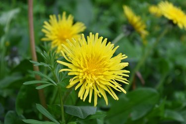 dandelion (Taraxacum officinale)