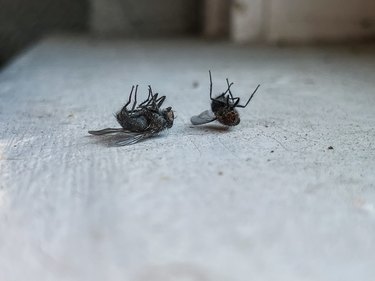 Two dead flies on a white wooden surface.