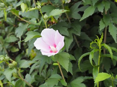 Pale pink cotton rose or confederate rose (hibiscus mutabilis) flower blooming in summer garden