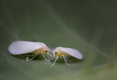 Whiteflies (Hemiptera; Aleyrodidae) with egg