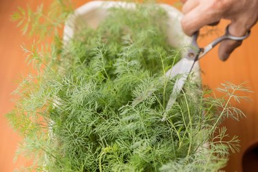 Growing healthy herbs on the windowsill of the house in a flower pot. Crop of dill grown at home is cut with scissors.Dill grows on the windowsill.selective focus