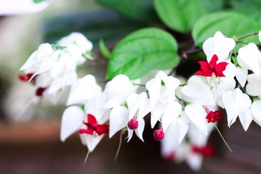 White + red flowers of a bleeding heart vine (Clerodendrum thomsoniae).