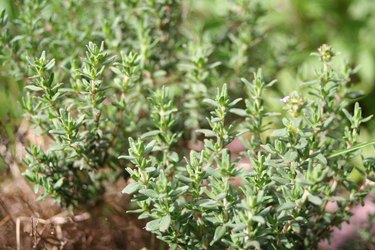 How to Grow Thyme