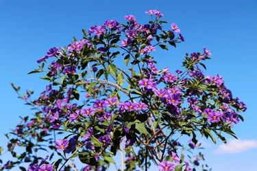 How to Propagate a Potato Bush Hunker