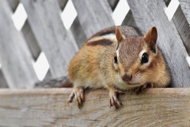 How To Get Rid Of Chipmunks  Do-It-Yourself Pest Control