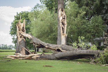 two big tree trunks broken by a severe storm