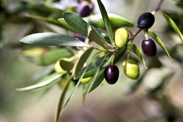 Closeup of Tuscan olive branch hanging from tree.