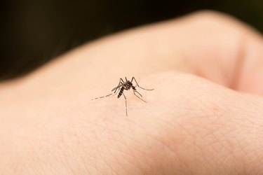Mosquito on Hand