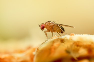 Fruit fly details