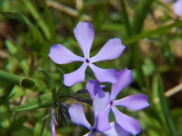 Wild Blue Phlox Flowers in Bloom