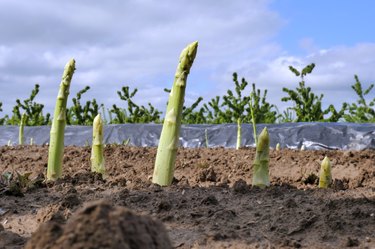 Green asparagus in field