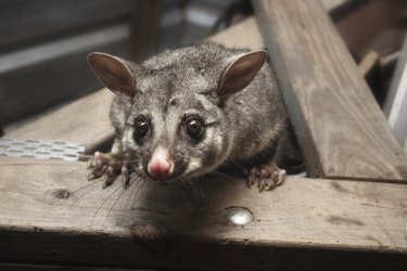 possum in the rafters looking down