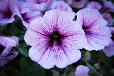 Close-Up Of Petunias Booming In Park